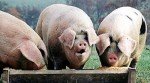 pigs_at_trough