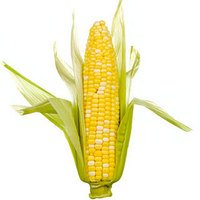 corn-thumb-200x200-2252
