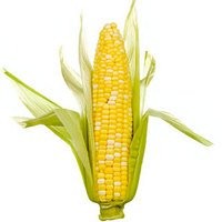 Florida Repeals Renewable Fuel Standard; Silly Senator, Corn is for Food!
